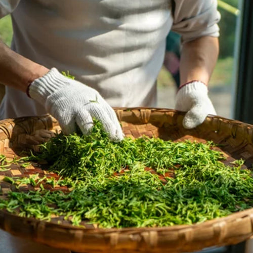 Person sorting green tea leaves in a woven basket with white gloves