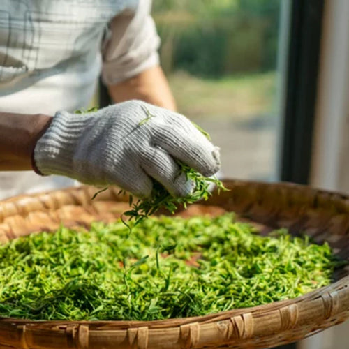 Person wearing gloves sorting green tea leaves into a woven basket outdoors